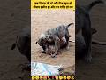 Dog Babypuppy Friendship Love React तेरे जैसा यार कहां Shorts Insaniya