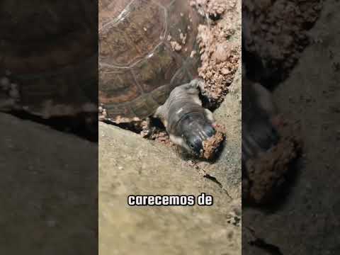 Habitante de Puerto Triunfo invita al gobernador Andrés Julián Rendón a visitar Estación Cocorná