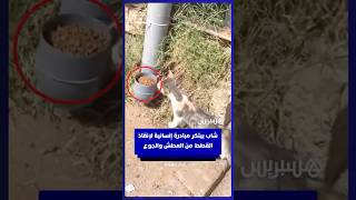 شاب مغربي يبتكر مبادرة إنسانية لإنقاذ القطط من العطش والجوع thumbnail