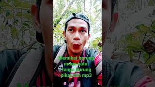 Download lagu memikat burung murai batu!! tanpa burung pikat dan mp3 mp3