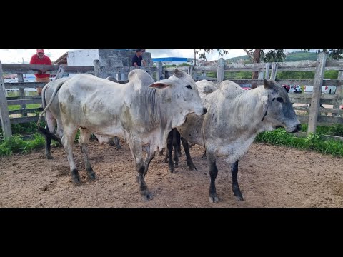 FEIRA DE GADO EM SÃO JOÃO COM EDSON DO GADO 20-04-2026.