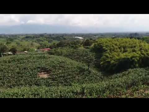 Venta finca Quimbaya Quindio 