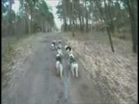 Frauensee-Sleddograce 2008 Day 2