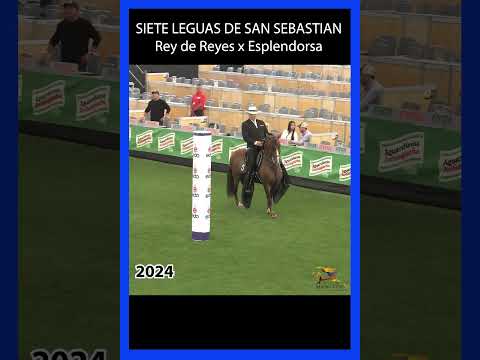 SIETE LEGUAS DE SAN SEBASTIAN LAS FLORES 2024 #trochaygalope #horse #caballos #ecuestre