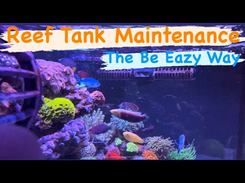 Reef Tank Maintenance & Some Be Eazy Tips | Ep.34