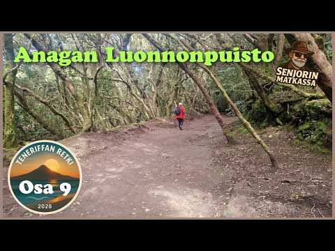 Anagan taika — Teneriffan vihreä sydän | Satumainen laakeripuumetsä