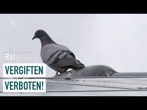 , title : 'Tauben kehren zurück in die Innenstädte | Die Ratgeber'