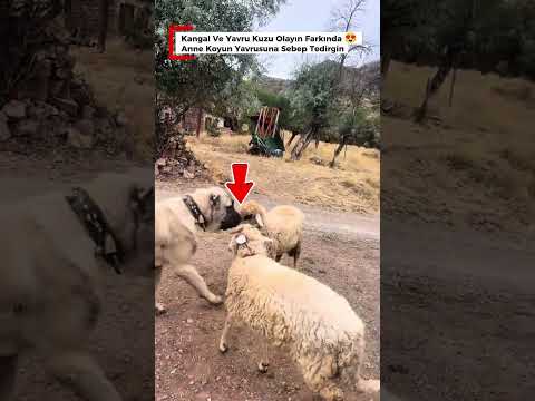 Bu Kangalın Merhameti Ve Zekasına İnanamayacaksın!