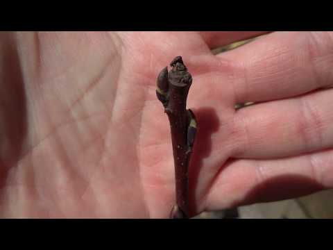 Muguri de Rod la Afin Canadian Smoky - Amelanchier Alnifolia