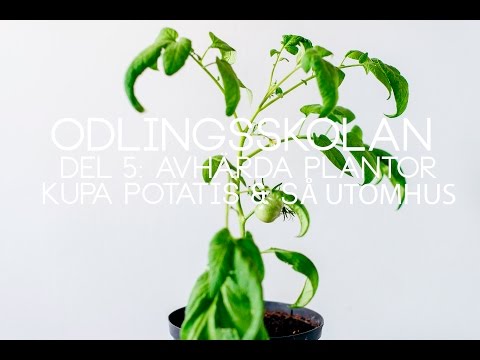 ODLINGSSKOLAN DEL 5: Avhärda plantor, kupa potatis & så utomhus