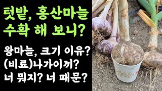 텃밭, 홍산마늘???? 수확 해 보니????? 왕마늘 크기 이유? ???? (비료)나가이끼? 너 뭐지? 너 …