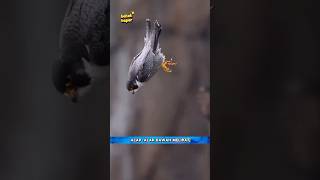 Download lagu Alap-Alap Kawah si Raja Udara, Menyusup Seperti Peluru, Menyerang Seperti Petir mp3