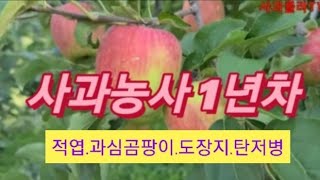 집중교육 받은 사과농사1년차 어떻게 되어가나 궁금
