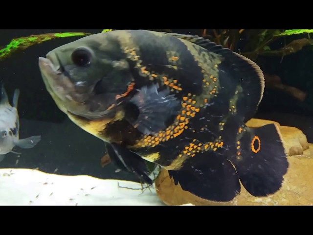 Americki ciklidi / American cichlids 250 L