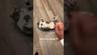 Download lagu Part 65 #funny #cat#OddlySatisfying mp3 Download lagu Part 65 #funny #cat#OddlySatisfying mp3