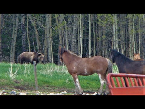 Horses vs a grizzly bear in a showdown!
