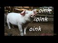 The Animal Sounds Song Boysenberrykids