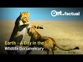 Wildlife 24 - The Wildest Day on Earth | Wildlife Documentary