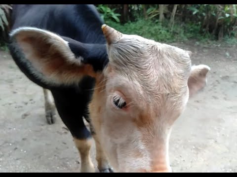 AMAZING LOVE STORY  OF A DOG AND A MITHUN 2