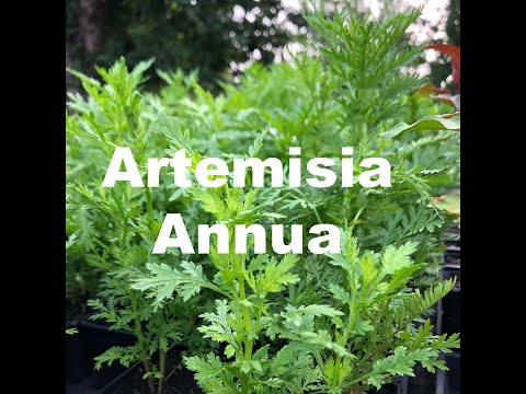 Artemisia annua - wie mich die Natur beschenkt und wie meine Seele mein Leben orchestriert.