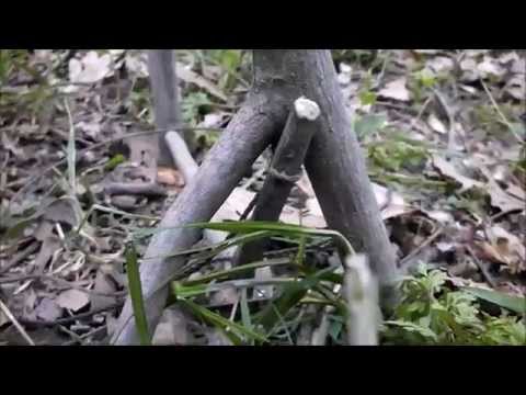 Simple spring pole snare