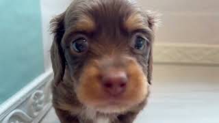 ハーフ犬の動画01