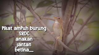 Download lagu suara pikat burung SRDC anakan,jantan dan betina ribut ampuh.... mp3