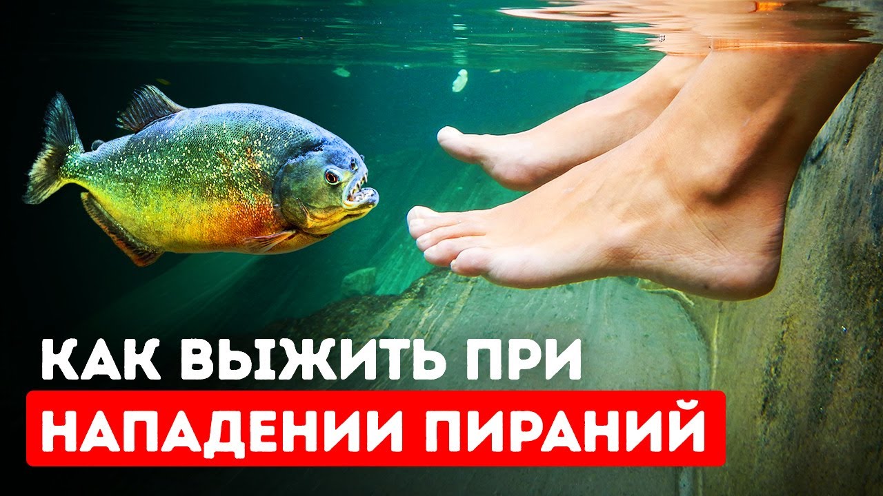 Это единственный способ спастись, если вас окружили пираньи