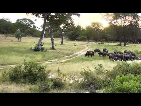 Djuma Private Game Reserve Live Stream: Wildebeest herd 05/01/18