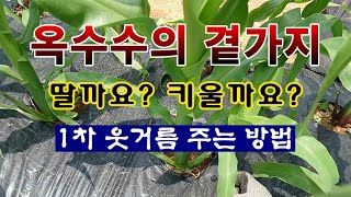 [텃밭농부 1,886]  옥수수의 곁가지를 딸까요? 키울까요?  1차 웃거름 주는 방법. #옥수수재배