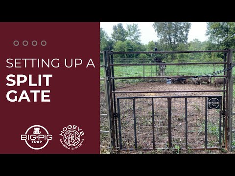 What is the Big Pig Split Gate?