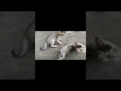 #shots#sudipa vlog95