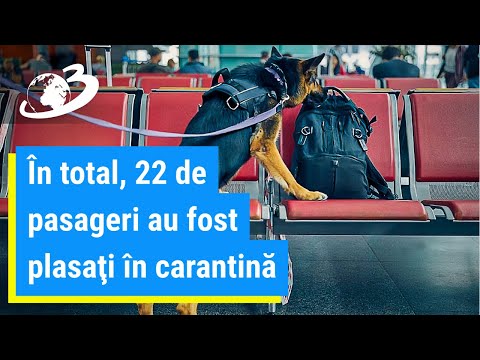 Un câine de miros de pe aeroportul din Sibiu a depistat un pasager cu COVID-19