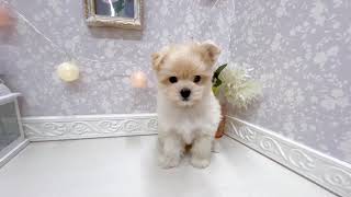 ハーフ犬の動画01