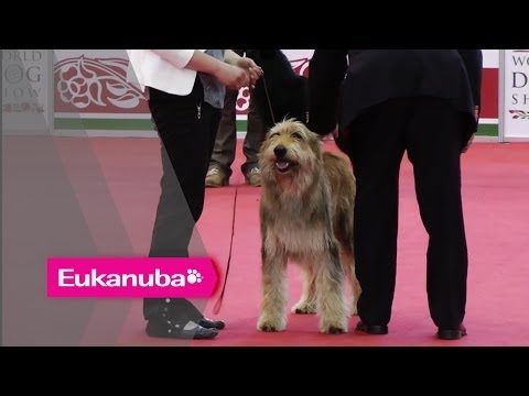 World Dog Show 2013 - Group I Judging