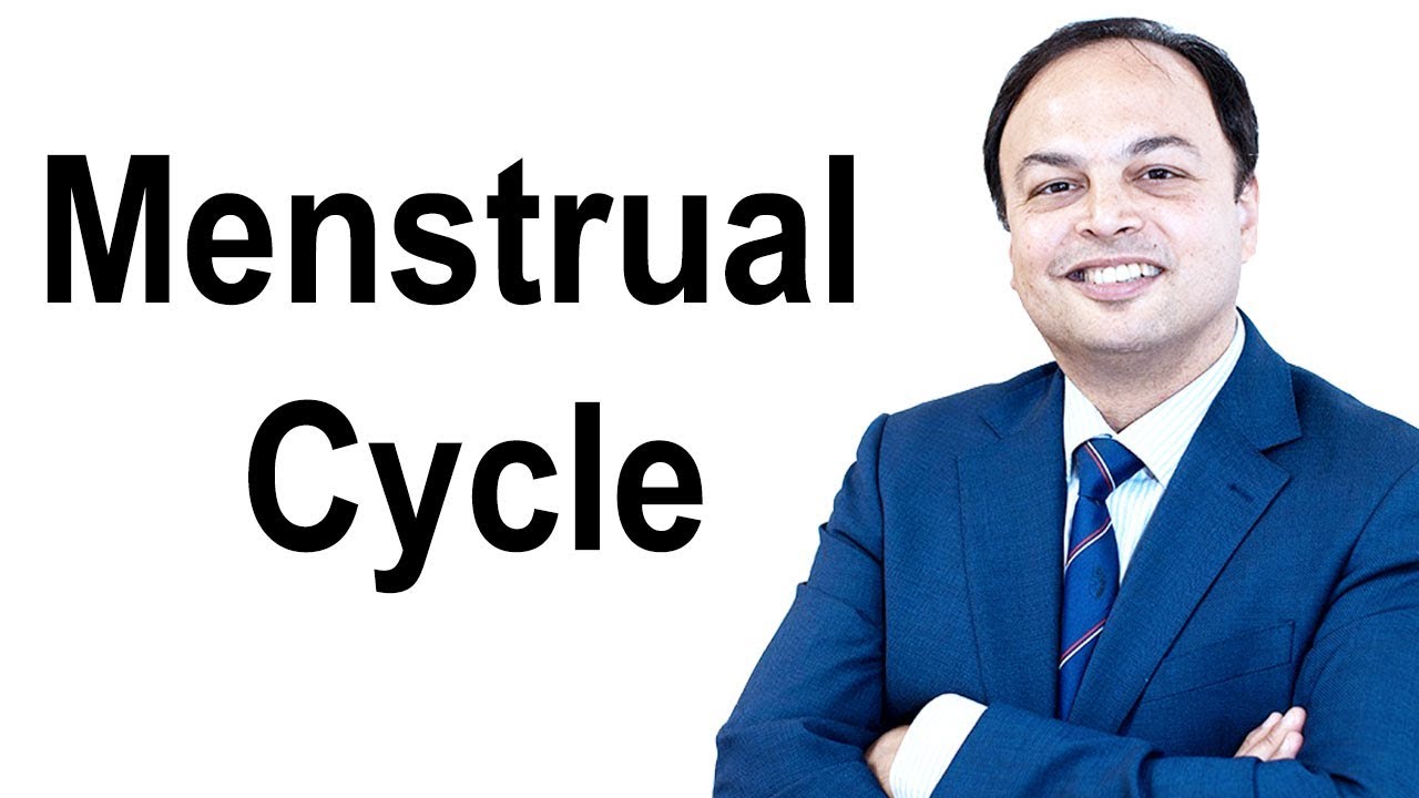 The Menstrual Cycle (Menstruation Cycle)