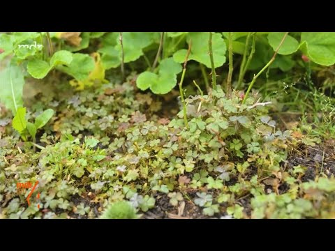 🍀Klee natürlich bekämpfen🍀