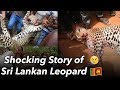කොටියාගේ කතාව Sri Lankan Leopard Shocking Story NAWRAN Next Harambe