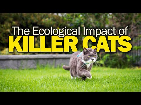 Pet cats kill 10x more than natural predators!