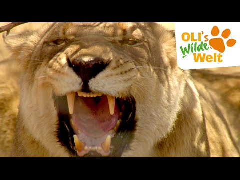 Die Löwenschule | OLI's Wilde Welt