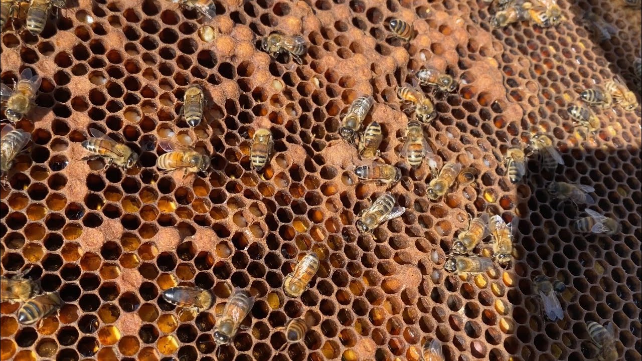 Drone Layer: How To Identify 🐝