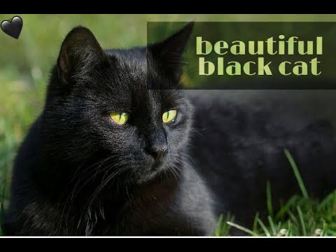 Beautiful black cat ♥♥ قط أسود جميل
