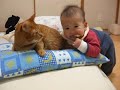 Video 'Most patient cat ever'