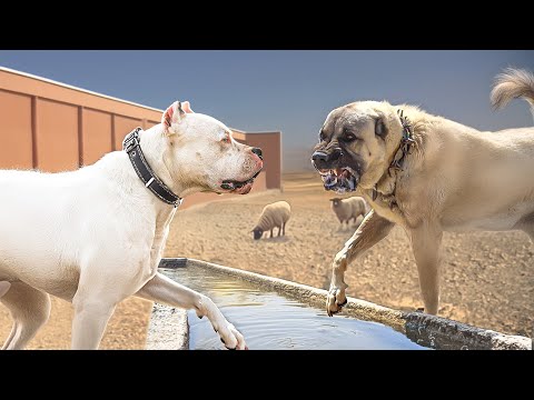 Dogo Argentino VS Turkish Kangal