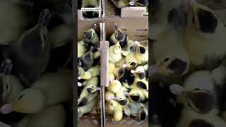 Download lagu Lincah banget anak bebek entok nya ☺️#bebekentok #bebekpedaging #itik #subscribe #shorts #duck mp3