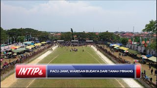 Pacu Jawi, Warisan Budaya Dari Tanah Minang - INTIPS