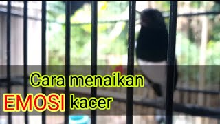 Download lagu CARA MENAIKAN EMOSI KACER mp3