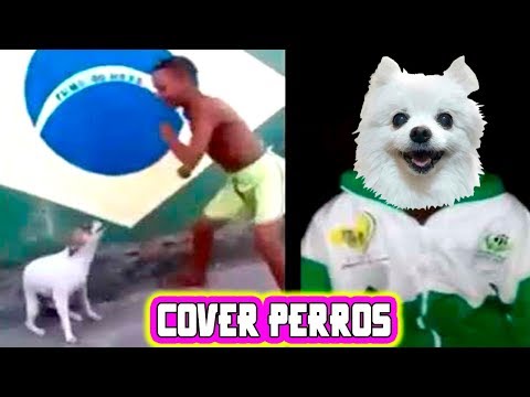 Niño que hace como perro - COVER PERROS | Firulais bailando REMIX samba