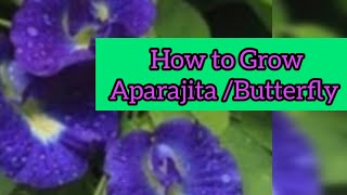 How to grow & care BUTTERFLY/APARAJITA which is beneficial for soil & human health in(Hindi & Urdu)