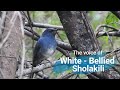 Download Lagu Panggilan robin biru berperut putih / sholakili berperut putih @IndianBirdVideosEndemic of Western Ghats Mp3 Free
